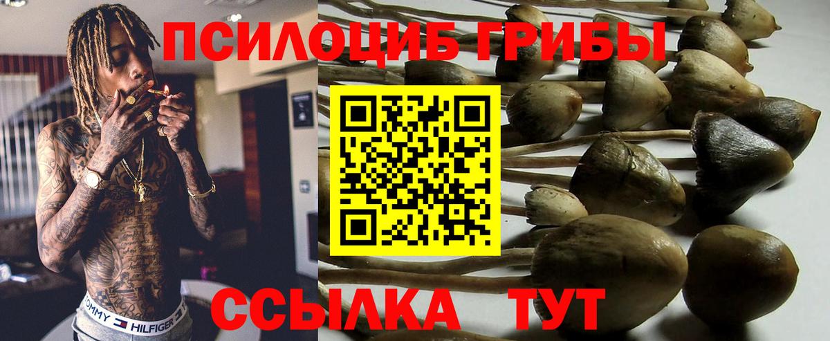 Ковров  Галлюциногенные грибы Cubensis  Вход с VPN 
